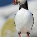 puffin_atlantic_msi_v_0918_can1947.jpg